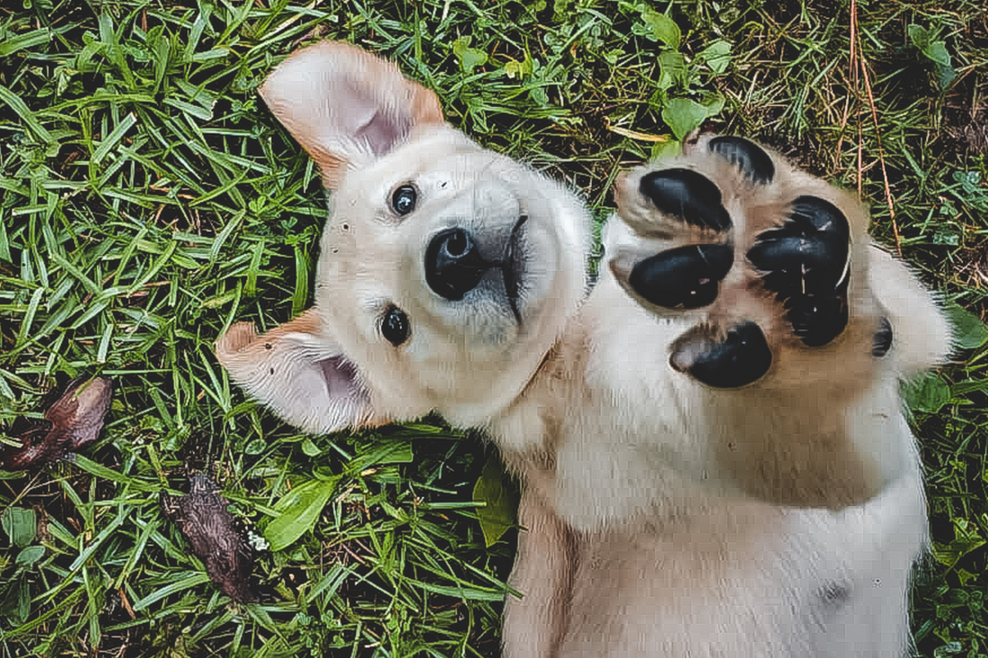 Outdoor and indoor uses of waterproof dog blankets explained