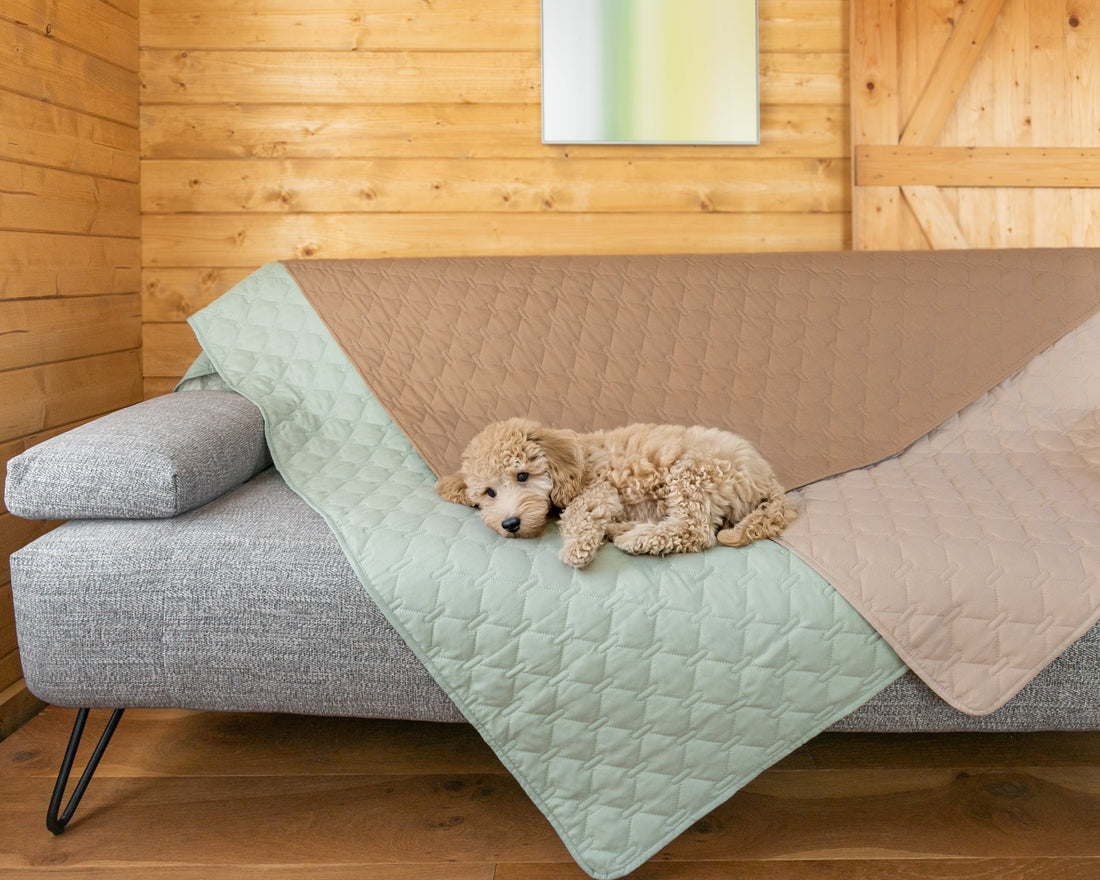 Balancing pet comfort with interior elegance