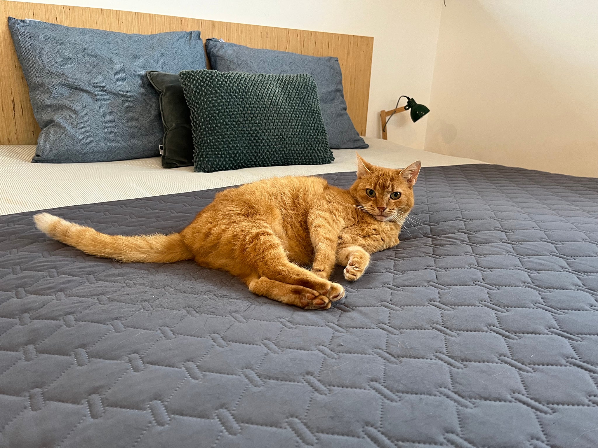 The Perfect Cat Blanket: Comfort and Protection for Your Couch and Bed ...