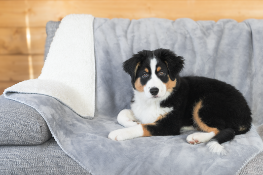 Waterproof dog blanket