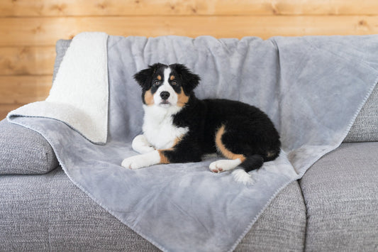 How to choose durable and stylish dog blankets for your home