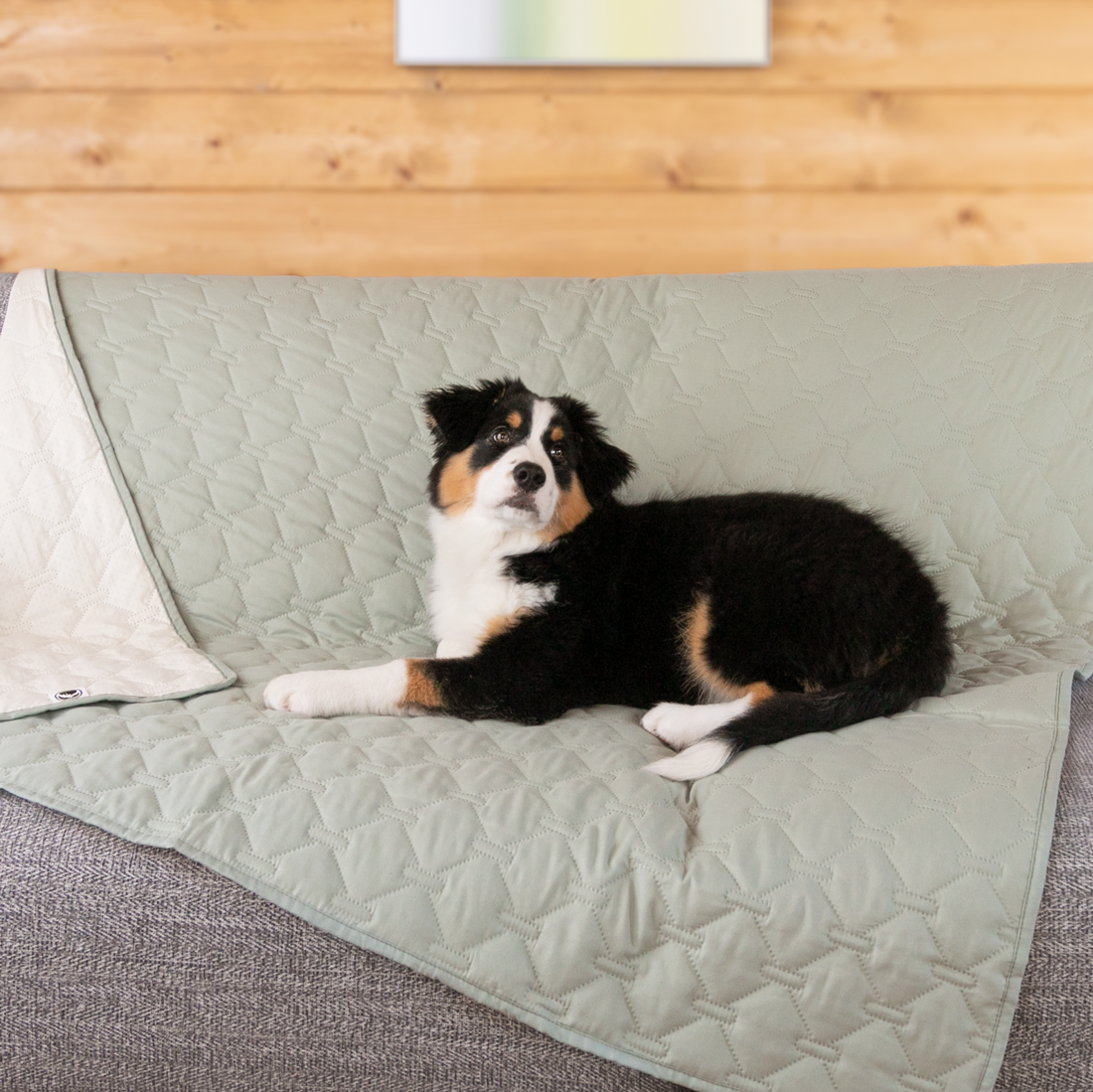 Durable and Stylish: Dog Blankets That Protect and Impress