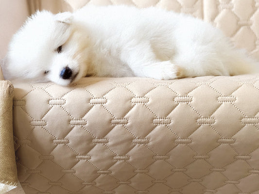 Why Neutral Dog Blankets are a Game-Changer for Your Home